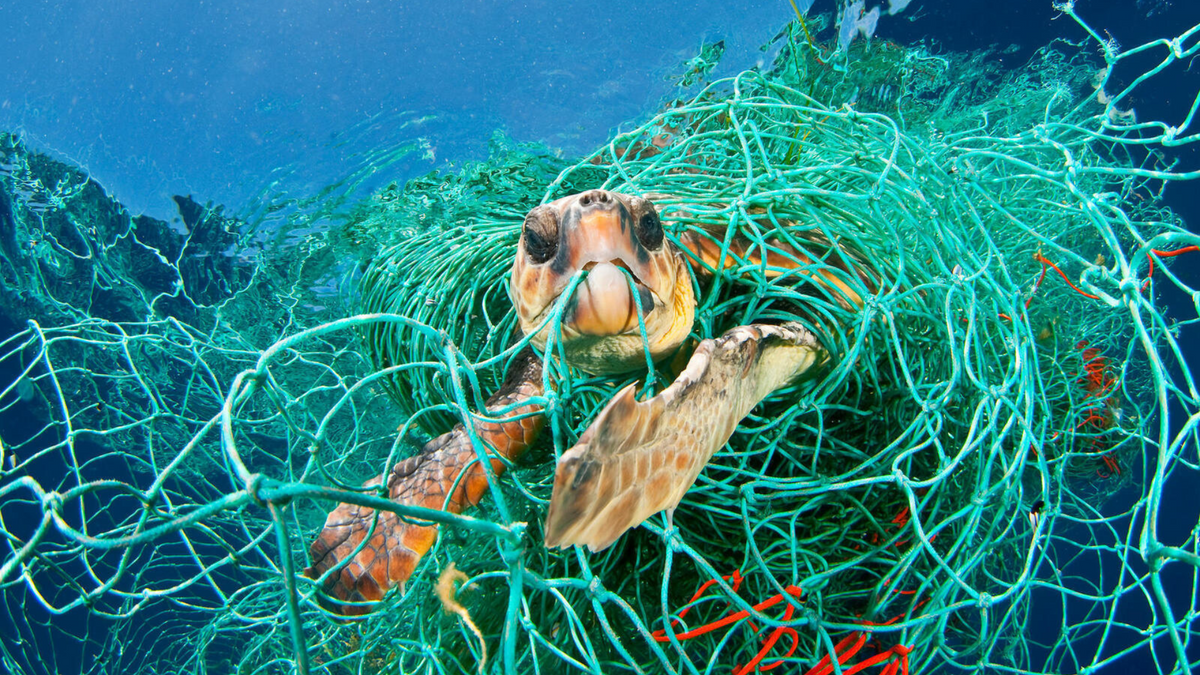 Fish Defender About – Protect Marine Wildlife